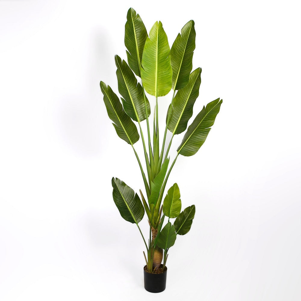 A potted Strelitzia nicolai plant isolated on a white background.