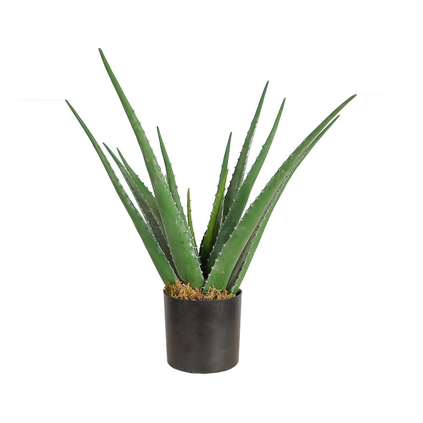 Aloe plant in a black pot on a white background.
